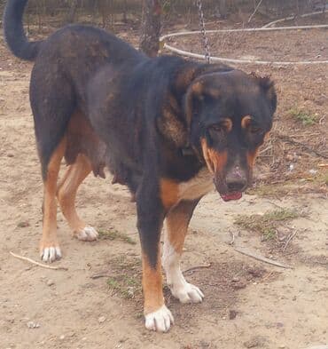 avcarka balası: Qurdbasar, Dişi — 2