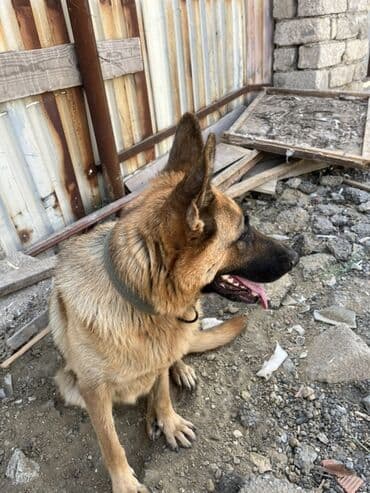 немецкие овчарки щенки купить: Немецкая овчарка, Самка — 3