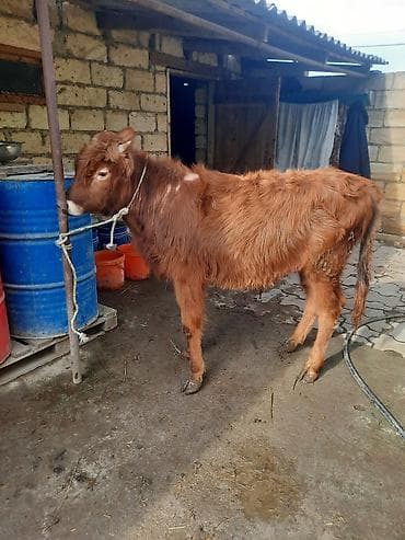 bit daragi harada satilir: Satılır: 2 baş dana - Qırmızı-qəhvəyi dana: balaca buynuzlu, sıx — 5