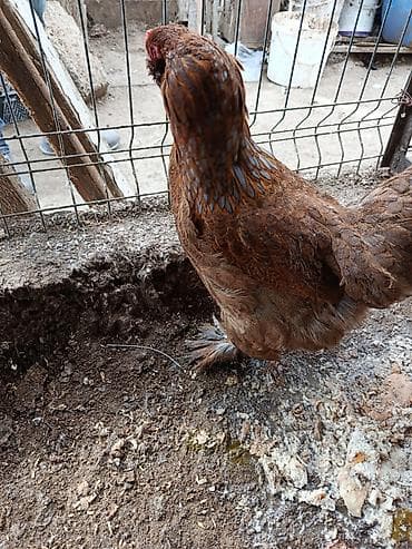 Quşlar: Toyuq, Brama, Damazlıq — 3