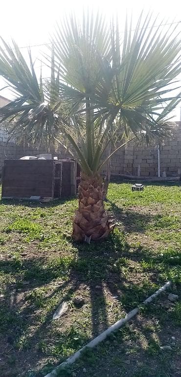 Salam saglam palmadı real alıcılar zeng vursun — 1