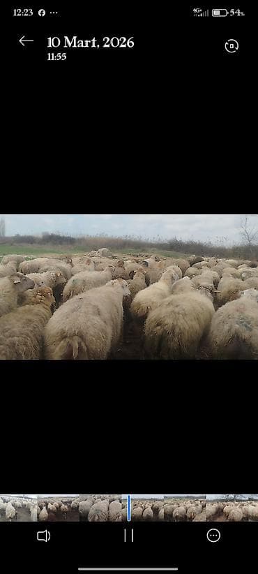 suda yaşayan heyvanlar haqqında məlumat: Dişi, il: 1, 50 kq, Damazlıq, Ünvandan götürmə — 2