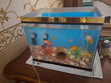 akvarium: Şüşə akvarium komplekti. Akvarium düzbucaqlı formadadır və dekorativ — 1