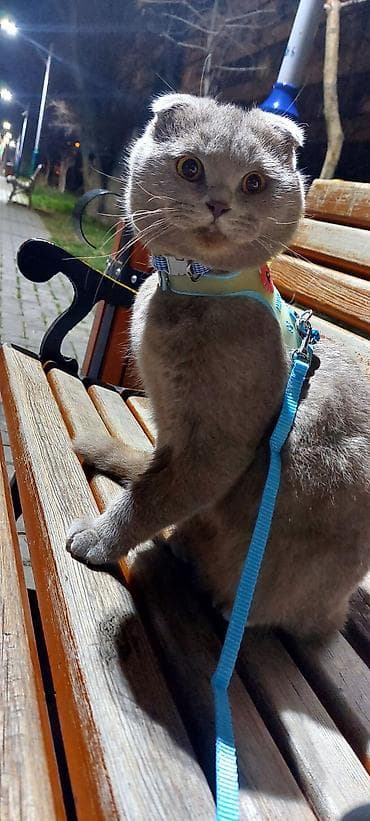 Şotland yastı qulaq, Erkək, Cütləşmə üçün — 1