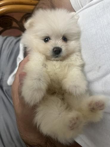 xamyak yuvası: Pomeranian Spitz bala – ağ krem rəngli, super yumuşaq və sıx ikiqat — 2