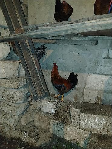 tap az sudluk inəklər: Məhsul: Ev təsərrüfatı üçün xoruzlar və Təsvir: - Şəkillərdə bir — 2