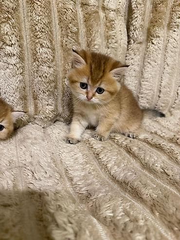 Qızıl şinşilla lalafo.az -da Qızıl şinşilla