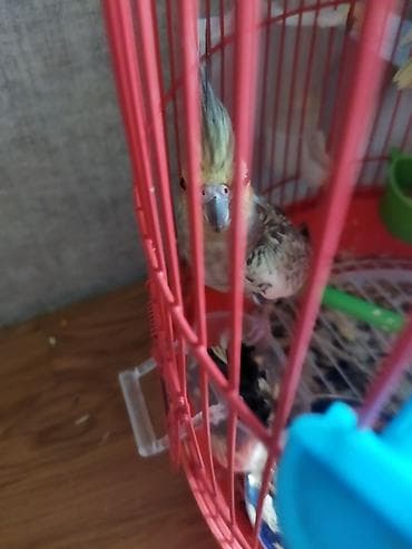 Собаки: Salam təcili satılır 30 AZN dişi maya — 10