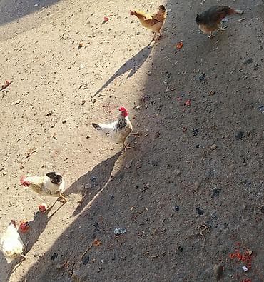 balaca ag itler: Toyuq, Damazlıq — 1