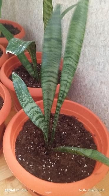 otaq bitkilərinin adları: 6 eded dicəkdə hazir vezyetde gul satilir catrlma daxil qiymet Ev — 3