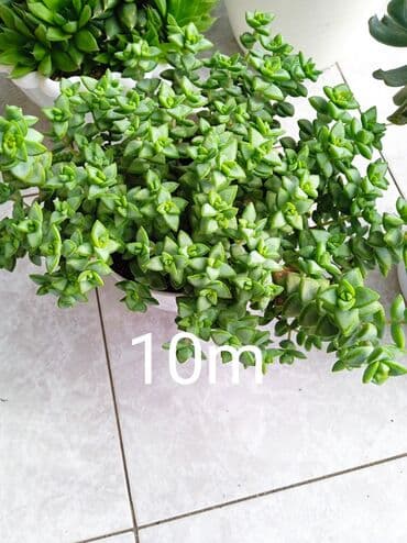 Buket güllər: Sukulənlər – müxtəlif növlər birbaşa qabda - Qab 1: Eyni qabda iki — 2