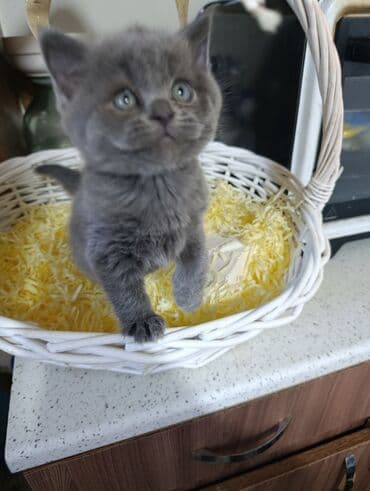 cins pisik cutlesdirme: Boz tüklü, yumşaq və balaca pişik balası Xüsusiyyətlər: - Rəng — 4