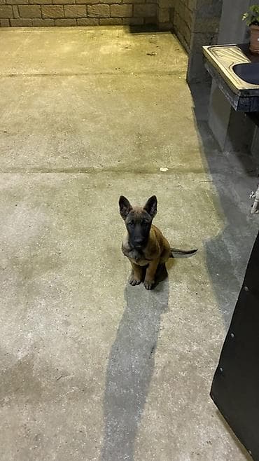 ovcharka balasi satilir: Belçika çoban iti, 4 ay, Erkek, Peyvəndli, Ödənişli çatdırılma — 3