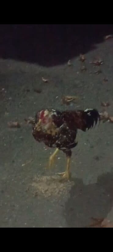 Məhsul: Ev quşu – xoruz Təsvir: - Şəkillərdə görünen yerli tip xoruz