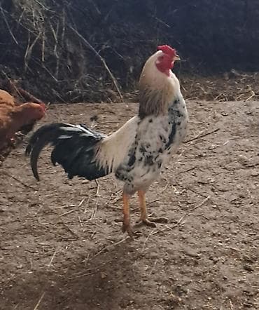 Heyratidan donme xoruz