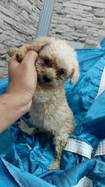 Pudel lalafo.az -da Pudel