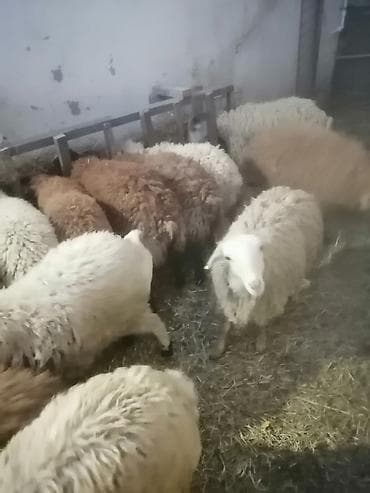 bordaq quzu: Cavan bordanmış kök quzular satılır. Kom qiyməti 300 manatdır. Tək-tək — 5