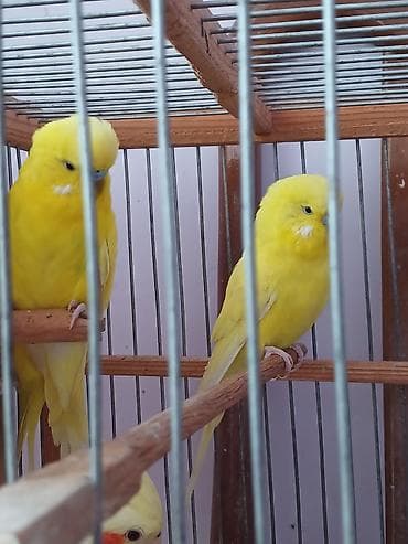 Птицы: Cut cex satlır.Qara gozduler — 1