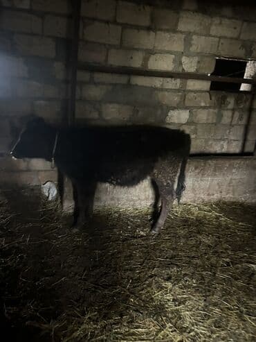 Digər kənd təsərrüfatı heyvanları: Salam dişi anqus dana satılır tam sağlam heyvan dır xaiş Olunur real — 2