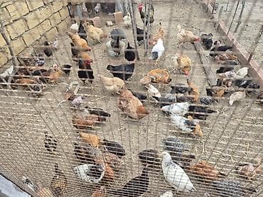 toyuq sortları: Məhsul: Ev quşları (toyuq, xoruz və hind toyuğu/ferma quşları) — 4