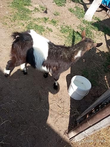 Quşlar: Dişi çəpiş. Təkəyə gəlib ya yox bilmirəm. bir yaşı yayda olacaq.biraz — 4