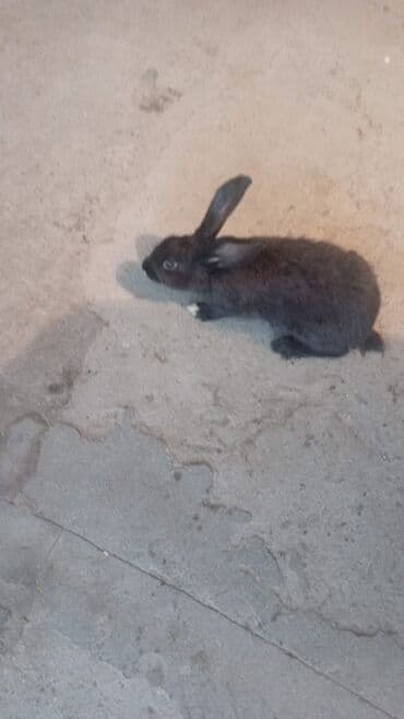 dovşan yuvasi: Məhsul: Evdə bəslənən dovşanlar Təsvir: - Fərqli rəng və naxışlarda 4 — 5