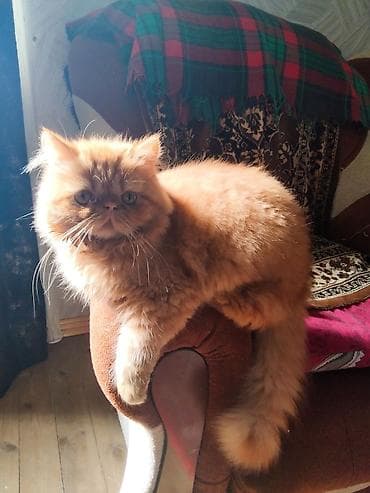 pers pisiyi: Fars — 3