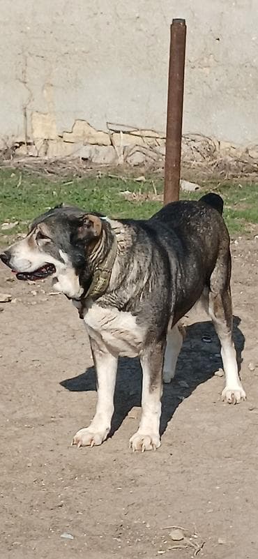 qız it adları: Qurdbasar, 2 il, Dişi — 7