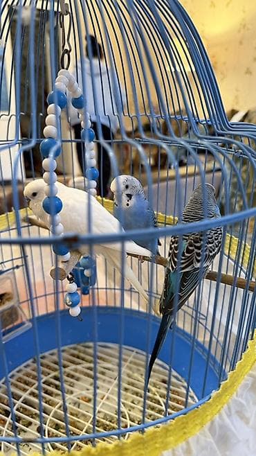 quş üçün qəfəs: Dalmatin və papuqay üçün tam dəst qəfəs - Rəng: açıq mavi, dairəvi — 2