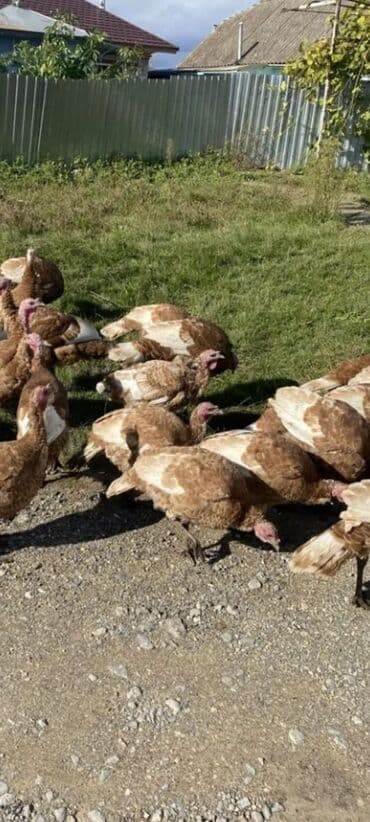 cins inekler azerbaycanda: Salam alekum bu hidusqa satandab 5 hidusqa zakaz etmisik pulu atmisiq — 4