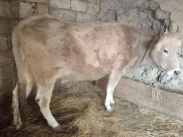 sud mawini: Inək qısırdı 200 kq ya yaxın əti var — 2