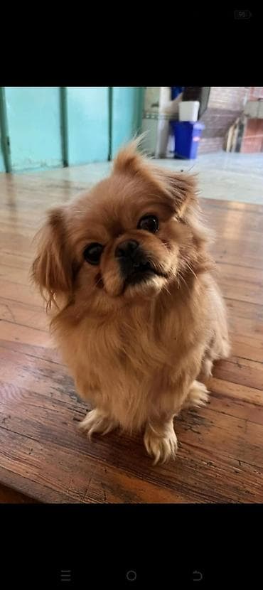 Pekines, 9 ay, Dişi, Peyvəndli, Pulsuz çatdırılma lalafo.az -da Pekines, 9 ay, Dişi, Peyvəndli, Pulsuz çatdırılma