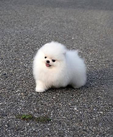 Pekines, 1 ay lalafo.az -da Pekines, 1 ay