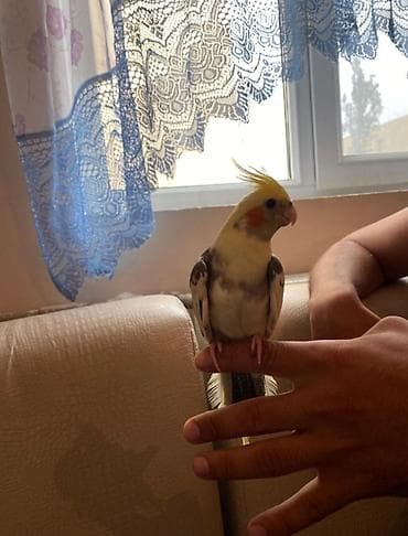 qu qusu: Ələ orgenmis korellar satilir danismaga hizir erkek korellardi saglam — 2