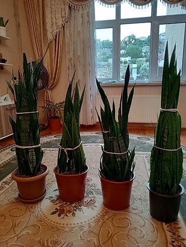 bitki: Sansevieria (Qaynana dili) – iri ölçülü, qapalı məkanlar üçün — 8