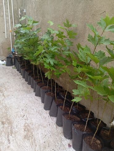 çiyələk şitilləri: Məktəb həyəti, bağ və parklar üçün dekorativ ağac fidanları - Növ — 1