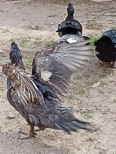 ordekler: Muscovy ördəkləri (barbarı/indo-ördəklər) – təsərrüfat üçün məhsuldar — 4