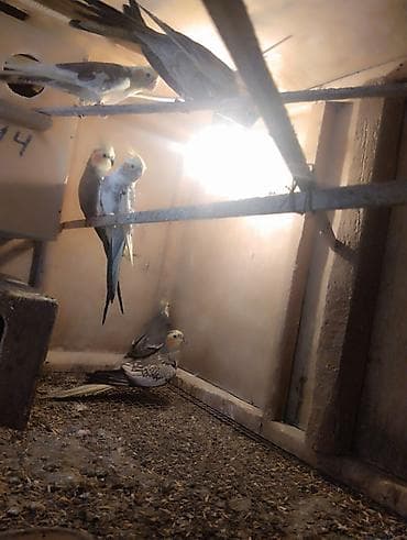 essek sekli: Korella (Cockatiel) cütləri və sürü – satılır - Növ: Korella — 5