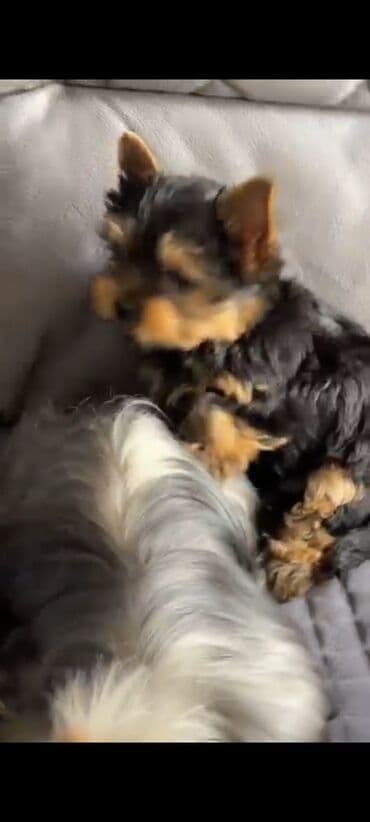 ördək bala: Yorkşir teryer, 3 ay, Erkek, Peyvəndli, Ünvandan götürmə — 3