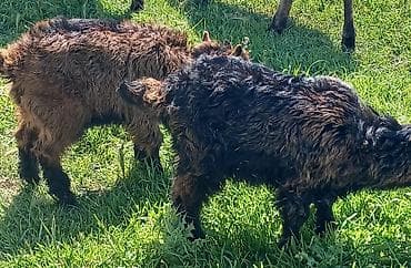 cəpis: Cırtdan ölçülü keçi balaları – uzun, dalğalı yunu və kompakt bədən — 2