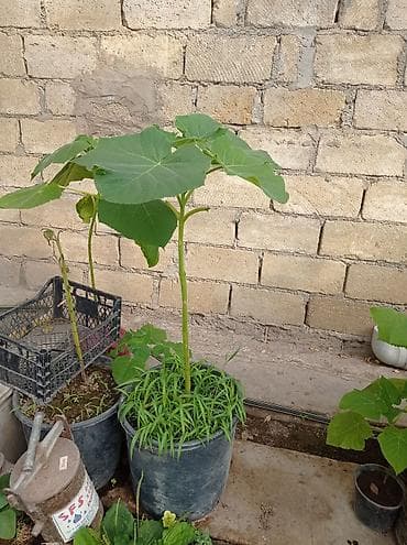 Çöl bitkiləri: Pavloniya (Adəm agaci)ağacları satılır .dunyanin ən tez böyüyən — 7