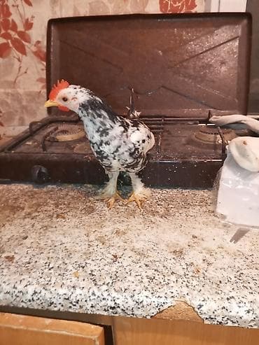 Toyuq, Damazlıq — 1