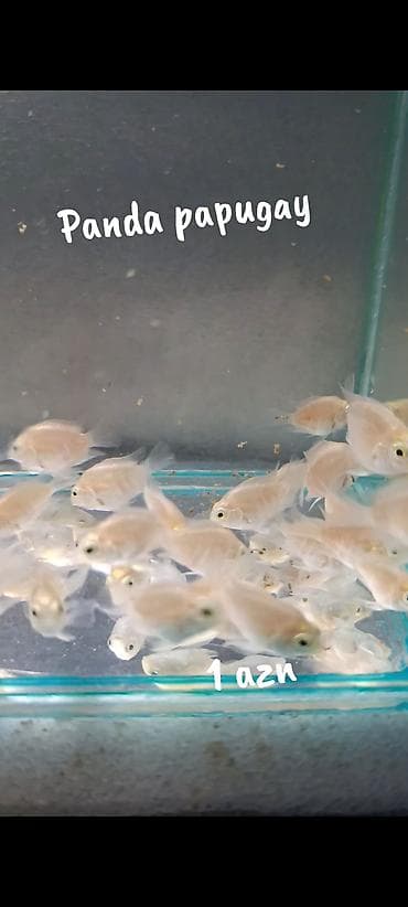 betta balığı: Panda papugay balıqı! 2 sm 1 azn 3 sm. 2 azn WhatsApp yazın!!!! — 5