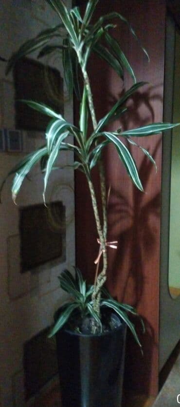 Растения: Drasaena “Warneckei” (zolaqlı drasena) – dekorativ bitki - Hündür — 2