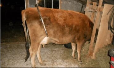 Inəklər, öküzlər: Tekmə sever . Anti brık Turkiyə istehsalı Metal Yeni. Təkmə önləyici — 1