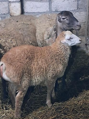 quzu qiyməti: Məhsul: Ana qoyun 2 kuzusu ilə 5 ci balalaridi basqa ekiz ve tek — 1
