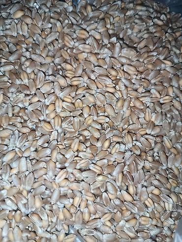 Məhsul: Buğda dənləri alekseyvic Təsvir: - Təmizlənmiş, eyni ölçülü