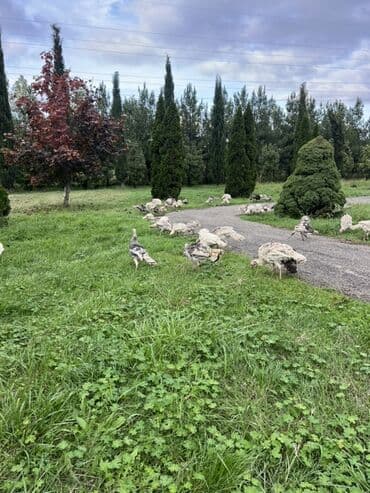 i̇t balası: Məhsul: Hind quşları (türki) Təsvir: - Açıq sahədə sərbəst otlanan — 1