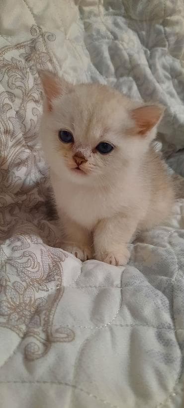ev meymunları: Balaca pişik balası – krem rəngli tüklər, iri mavi gözlər, qısa — 2
