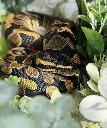 meymun heyvan: Предлагаю к продаже здоровых и активных детёнышей королевских питонов — 8